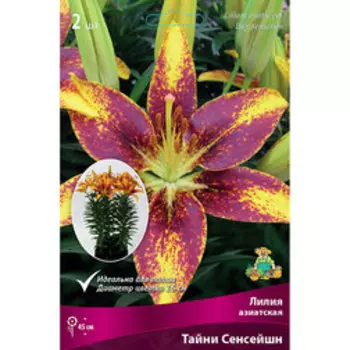 Лилия Азиатская горшечная Тайни Сенсейшн (2 шт.)