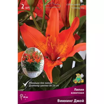 Лилия Азиатская горшечная Виннинг Джой (2 шт.)