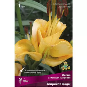 Лилия Азиатская Эйприкот Фадж (1шт.)