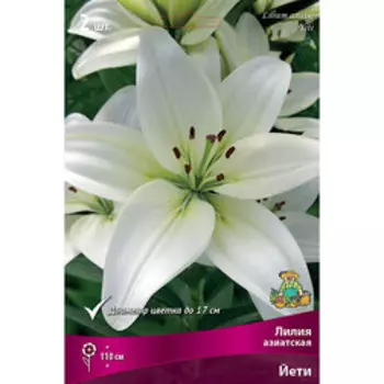 Лилия Азиатская Йети (2 шт.)