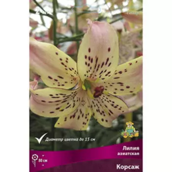 Лилия Азиатская Корсаж (2 шт.)