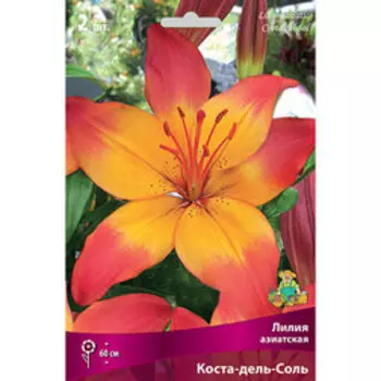 Лилия Азиатская Коста-дель-Соль (2 шт.)