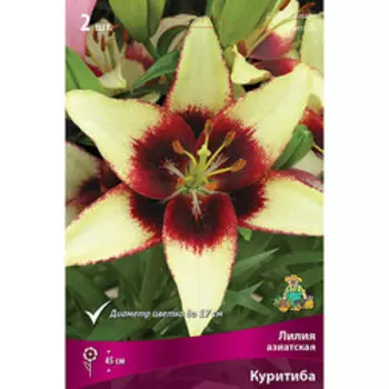 Лилия Азиатская Куритиба (2 шт.)