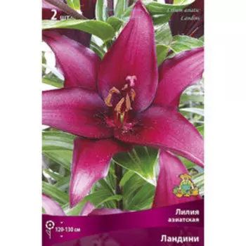 Лилия Азиатская Ландини (2 шт.)