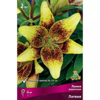 Лилия Азиатская Латвия (2 шт.)