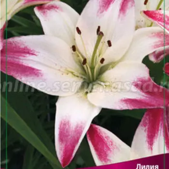 Лилия Азиатская Лоллипоп (2 шт.)