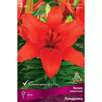 Лилия Азиатская Лондрина (2 шт.)