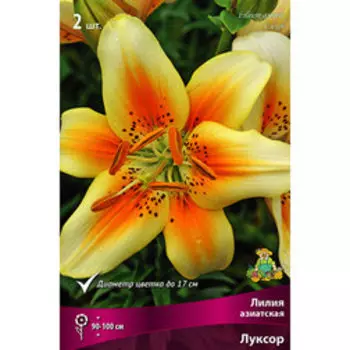 Лилия Азиатская Луксор (2 шт.)