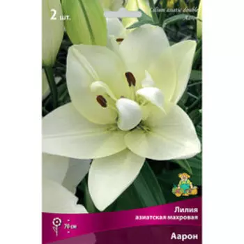 Лилия Азиатская махровая Аарон (2 шт.)