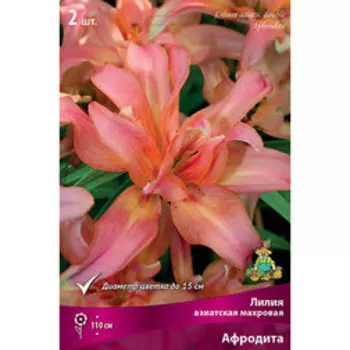 Лилия Азиатская махровая Афродита, 2 шт.