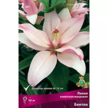 Лилия Азиатская махровая Бентли (2 шт.)