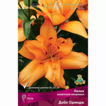 Лилия Азиатская махровая Дабл Ориндж, 2 шт.