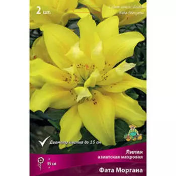 Лилия Азиатская махровая Фата Моргана (2 шт.)