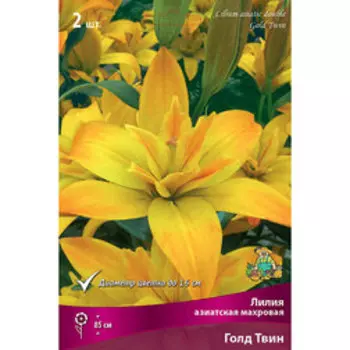 Лилия Азиатская махровая Голд Твин (2 шт.)