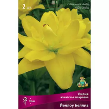 Лилия Азиатская махровая Йеллоу Беллиз (2 шт.)
