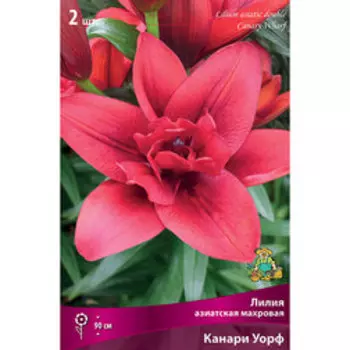 Лилия Азиатская махровая Канари Уорф (2 шт.)