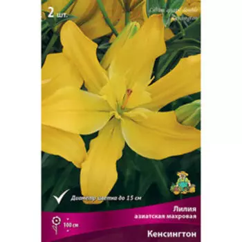 Лилия Азиатская махровая Кенсингтон (2 шт.)