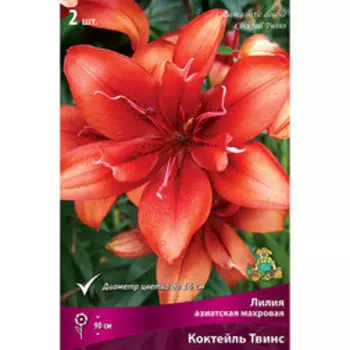 Лилия Азиатская махровая Коктейль Твинс (2 шт.)