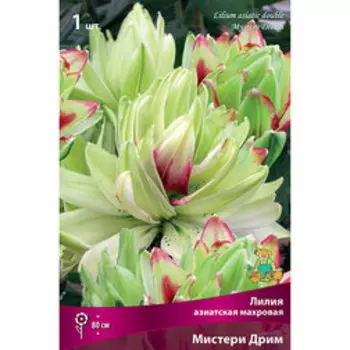 Лилия Азиатская махровая Мистери Дрим (1 шт.)
