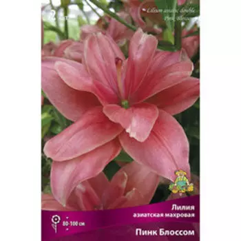Лилия Азиатская махровая Пинк Блоссом (2 шт.)