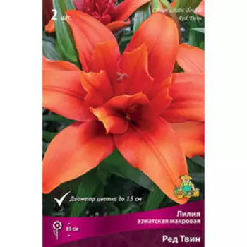 Лилия Азиатская махровая Ред Твин (2 шт.)