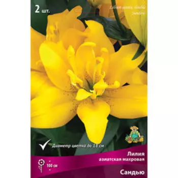 Лилия Азиатская махровая Сандью (2 шт.)