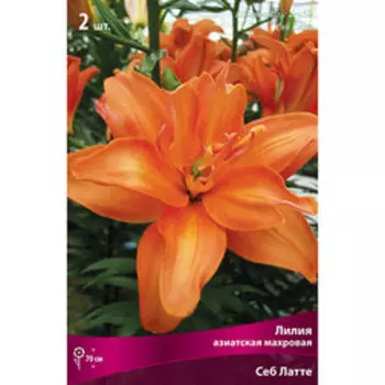 Лилия Азиатская махровая Себ Латте (2 шт.)