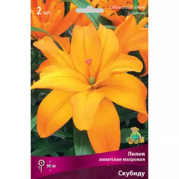 Лилия Азиатская махровая Скубиду (2 шт.)