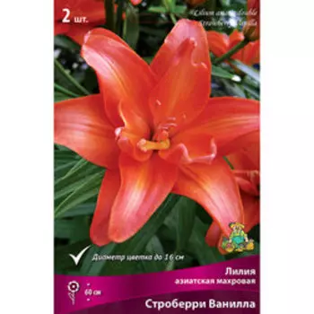 Лилия Азиатская махровая Строберри Ванилла (2 шт.)