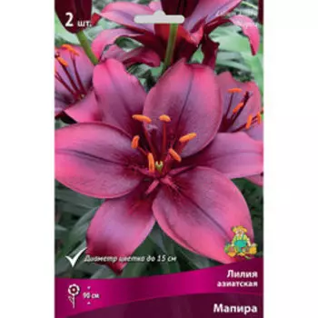 Лилия Азиатская Мапира (2 шт.)