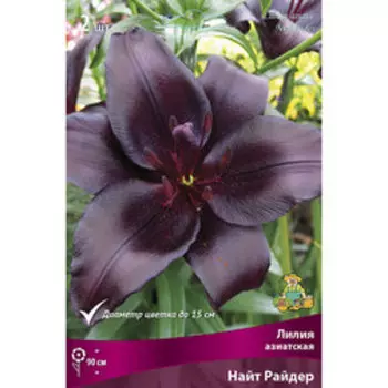 Лилия Азиатская Найт Райдер (2 шт.)