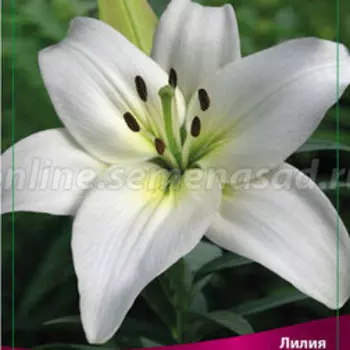 Лилия Азиатская Навона, 2 шт.