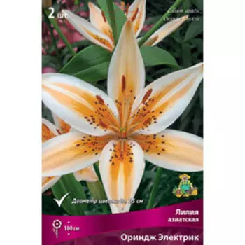 Лилия Азиатская Ориндж Электрик (2 шт.)