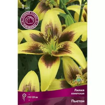Лилия Азиатская Пьетон (1 шт.)