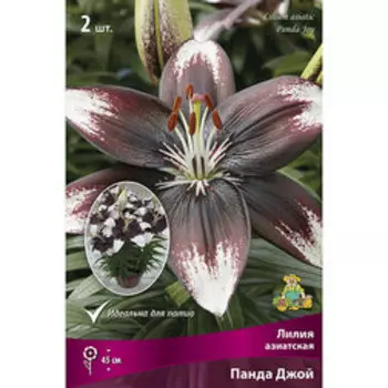 Лилия Азиатская Панда Джой (2 шт.)