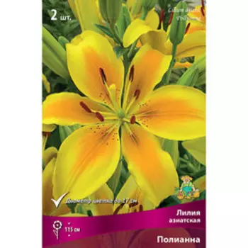 Лилия Азиатская Полианна (2 шт.)