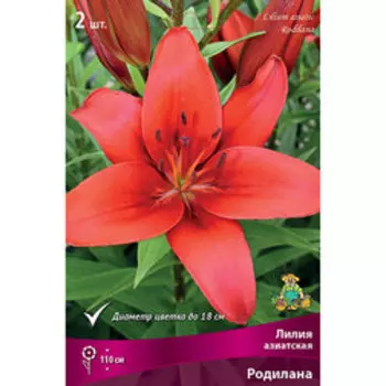 Лилия Азиатская Родилана (2 шт.)