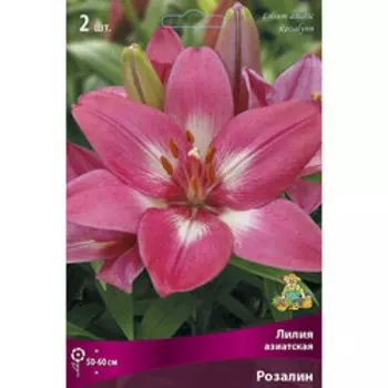Лилия Азиатская Розалин (2 шт.)