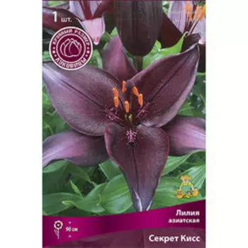 Лилия Азиатская Секрет Кисс (1 шт.)