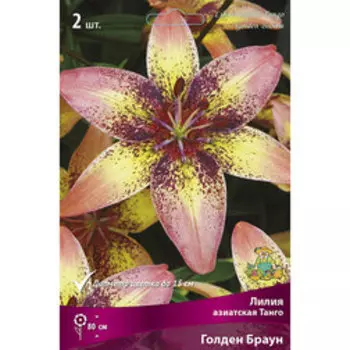 Лилия Азиатская Танго Голден Браун (2 шт.)
