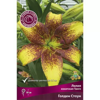 Лилия Азиатская Танго Голден Стоун (1 шт.)