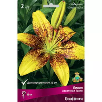 Лилия Азиатская танго Граффити (2шт.)