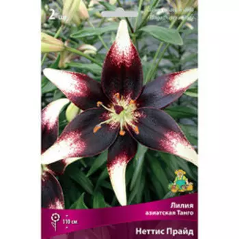 Лилия Азиатская Танго Неттис Прайд (2 шт.)