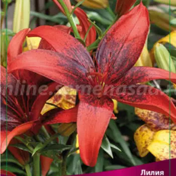 Лилия Азиатская Танго Олина, 2 шт.