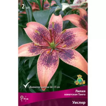 Лилия Азиатская Танго Уислер (2 шт.)