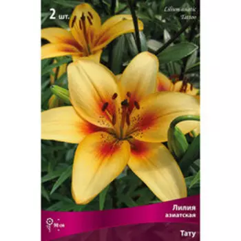 Лилия Азиатская Тату (2 шт.)