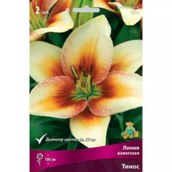 Лилия Азиатская Тинос (2 шт.)