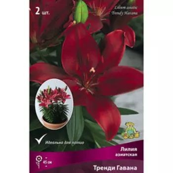 Лилия Азиатская Тренди Гавана (2 шт.)