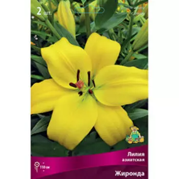 Лилия Азиатская Жиронде (2 шт.)