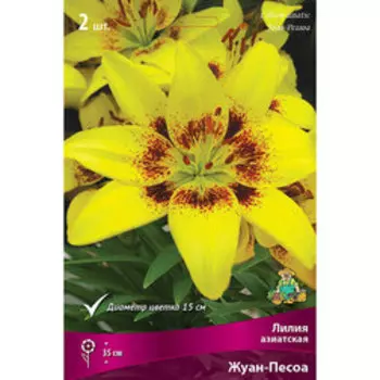 Лилия Азиатская Жуан-Песоа (2 шт.)